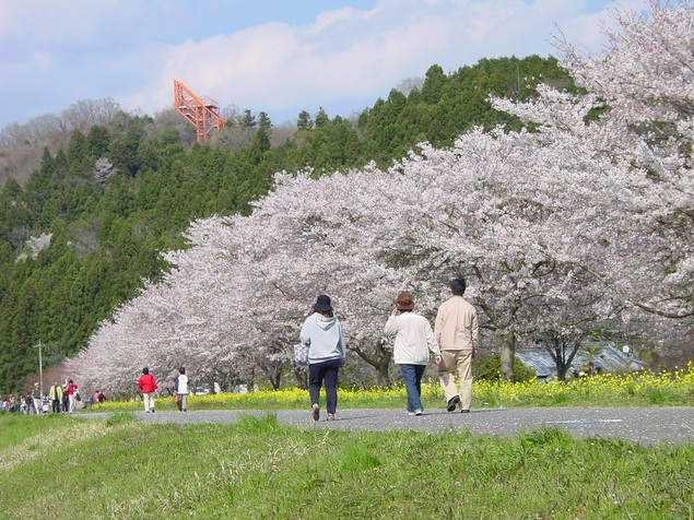 辰ノ口親水公園の桜