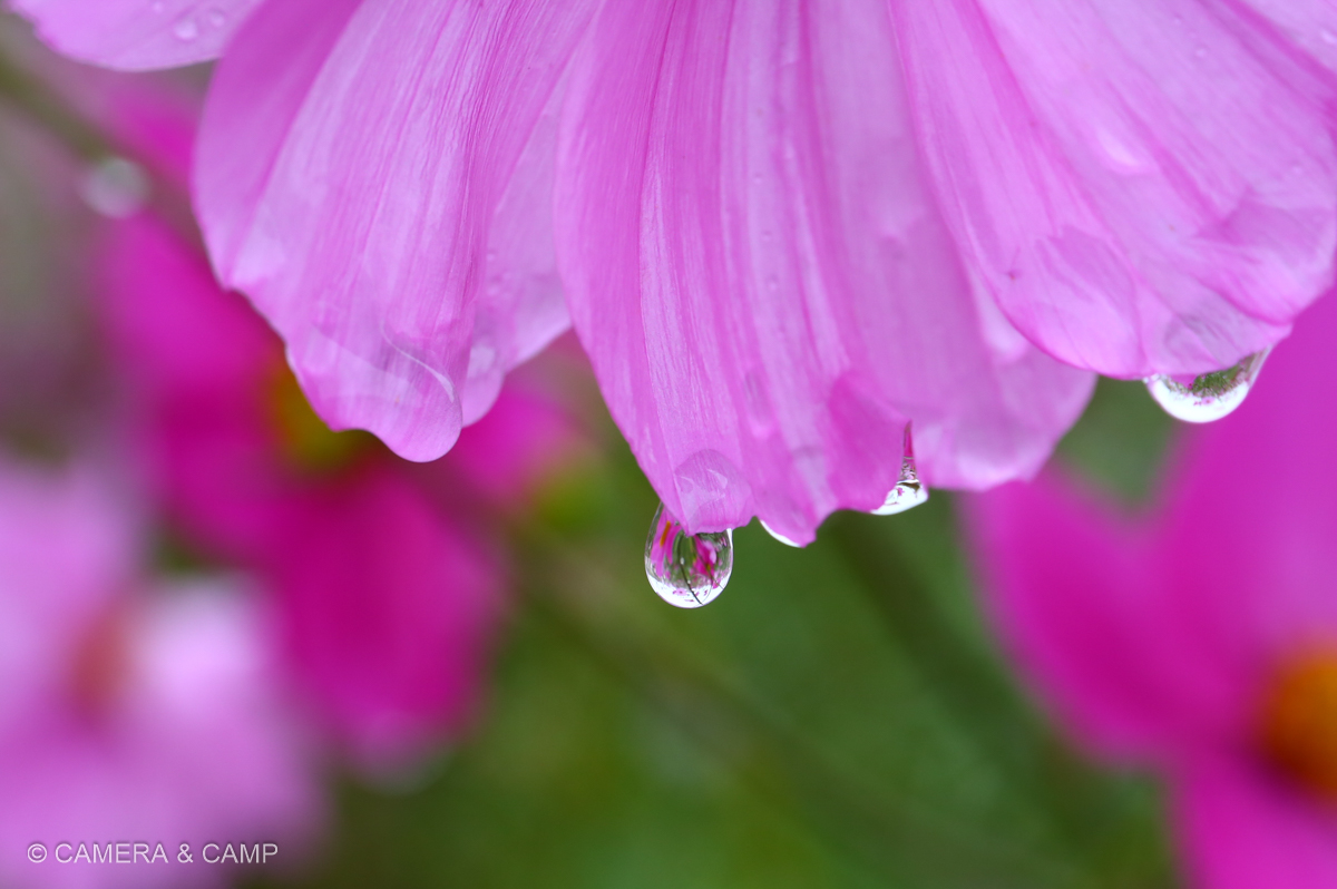 鴻巣コスモスフェスティバル