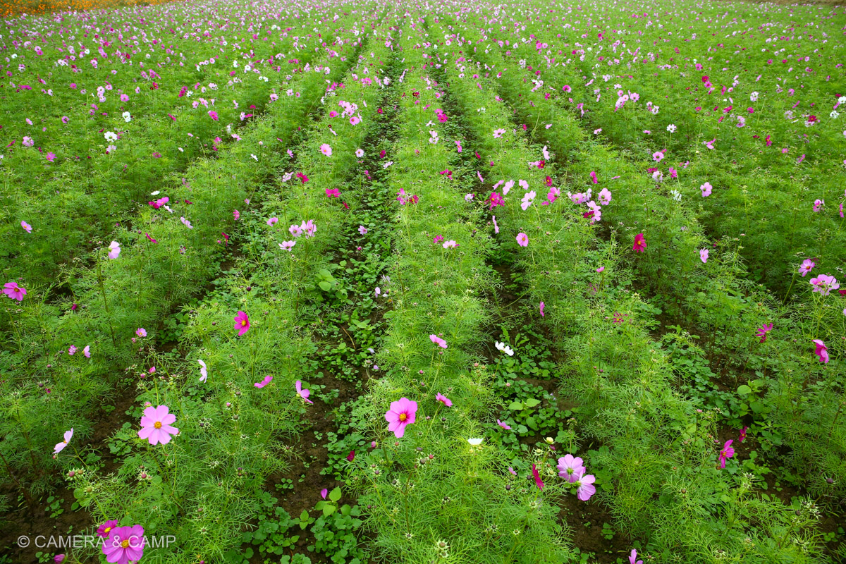 鴻巣コスモスフェスティバル
