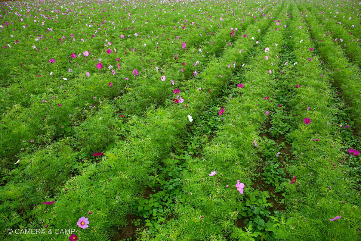 鴻巣コスモスフェスティバル