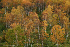 志賀高原の紅葉