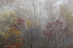 志賀高原の紅葉