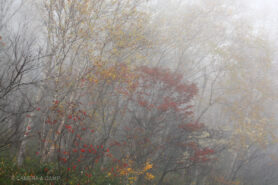 志賀高原の紅葉