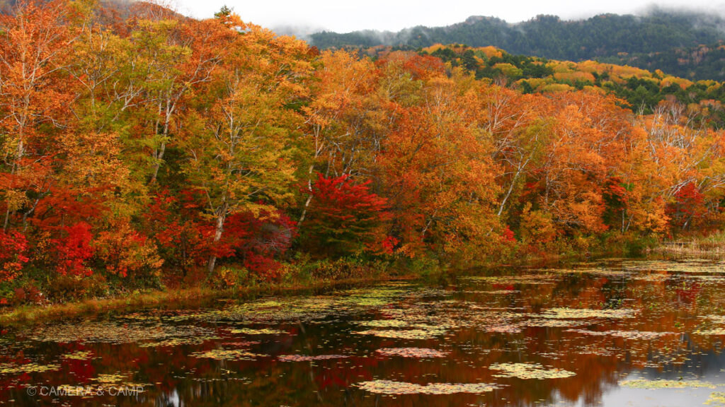 志賀高原の紅葉　蓮沼