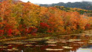 志賀高原の紅葉　蓮沼