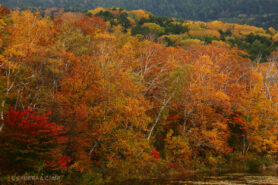 志賀高原の紅葉