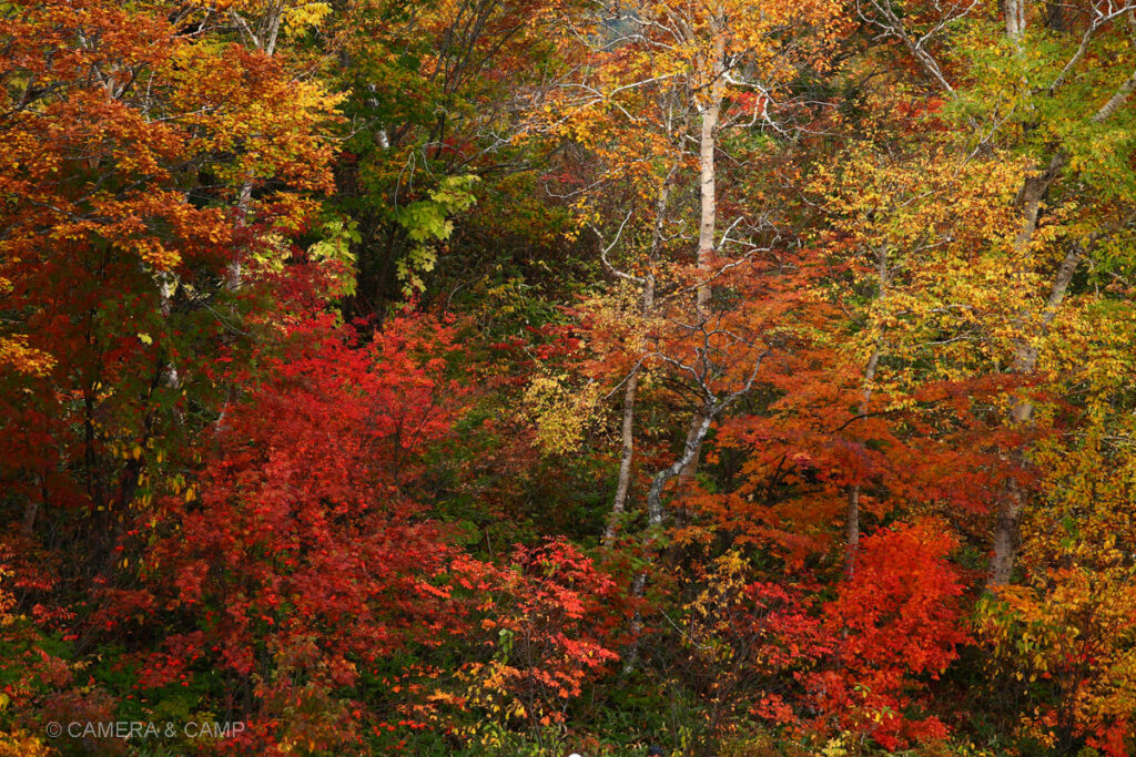 志賀高原の紅葉