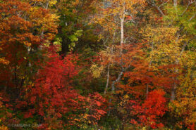 志賀高原の紅葉