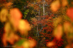 志賀高原の紅葉