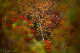 志賀高原の紅葉