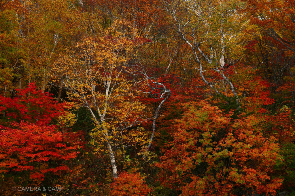 志賀高原の紅葉