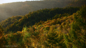 志賀高原の紅葉