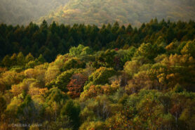 志賀高原の紅葉
