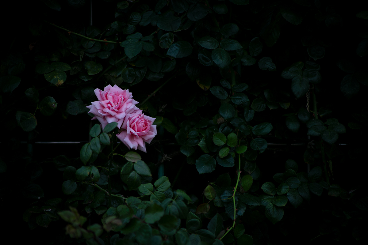 カメラの基礎 露出補正を解説