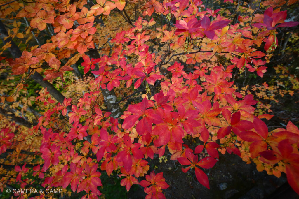 那須塩原の紅葉